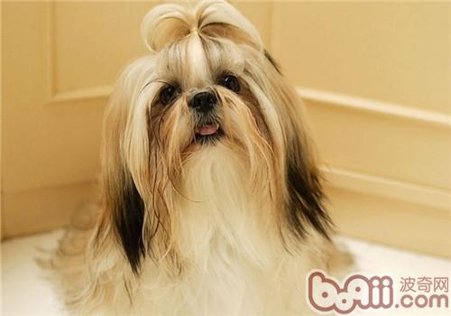 西施犬