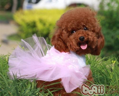 泰迪犬