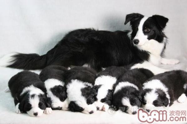 邊境牧羊犬