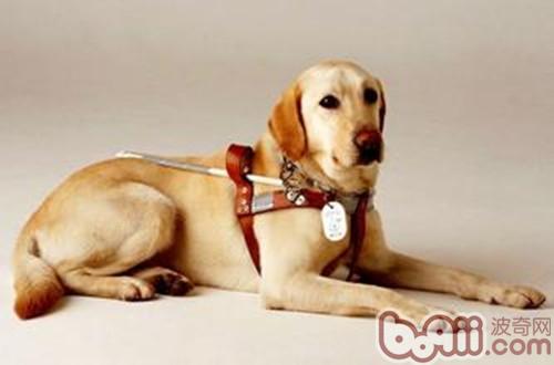 導盲犬