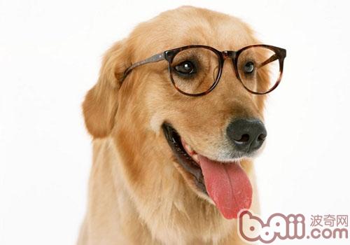 狗狗