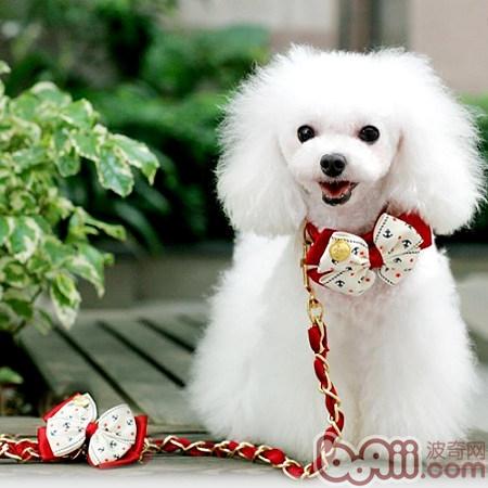 貴賓犬