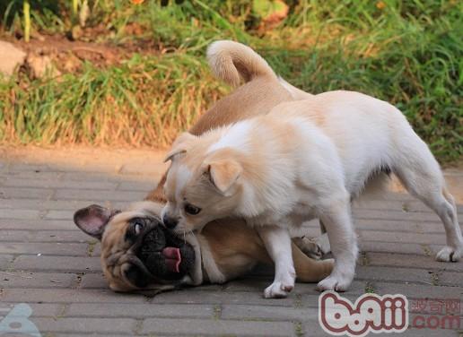 狗狗
