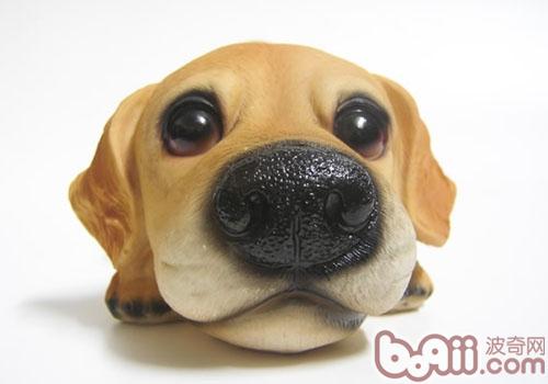 狗狗