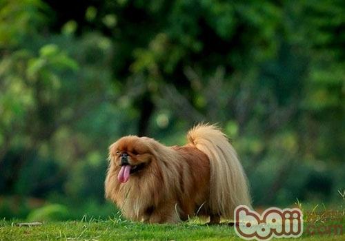 北京犬