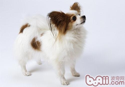 蝴蝶犬