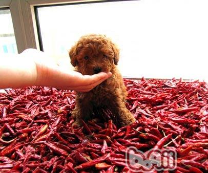 貴賓犬