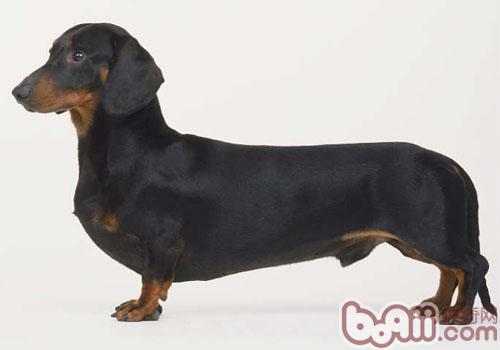 臘腸犬
