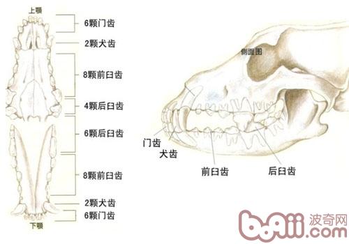 犬齒