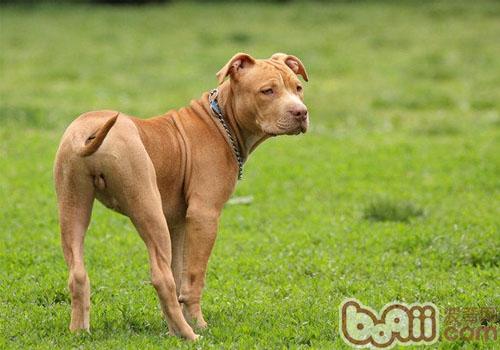 比特犬