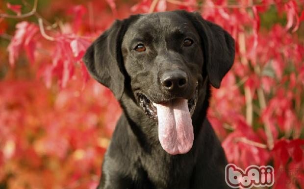 拉布拉多犬