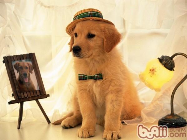 金毛犬