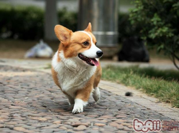 柯基犬