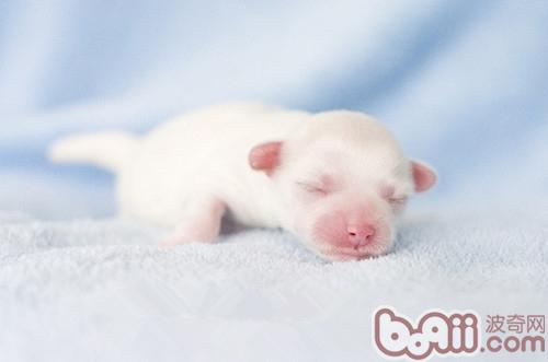 幼犬