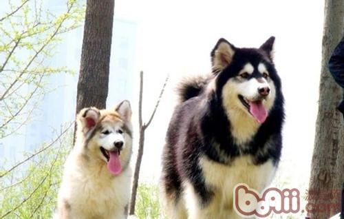 狗狗