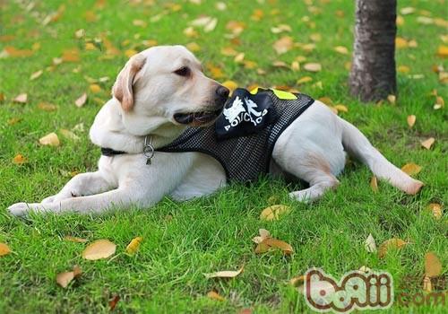拉布拉多犬