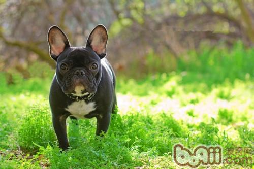斗牛犬