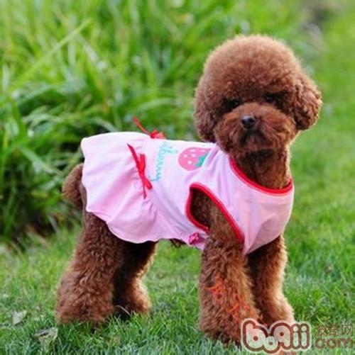 貴賓犬