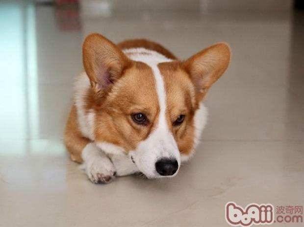 柯基犬