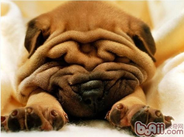 沙皮犬
