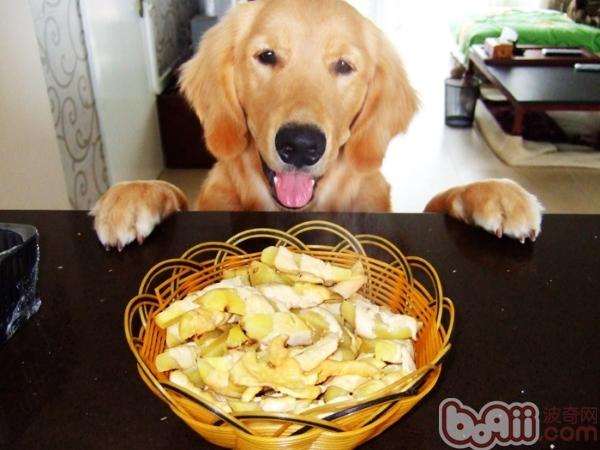 金毛犬