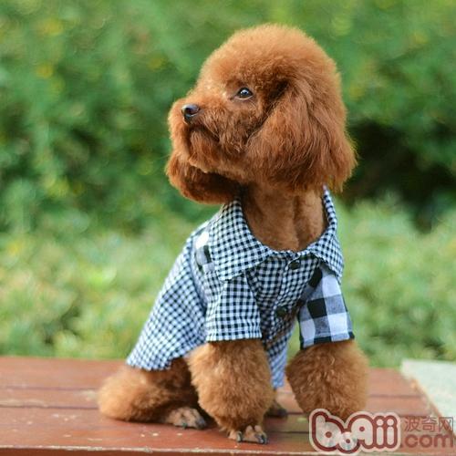 貴賓犬