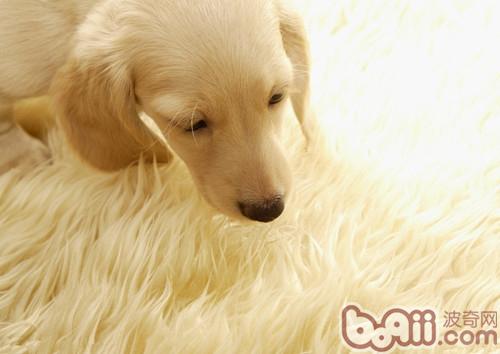 幼犬