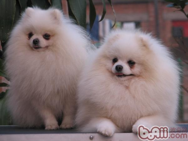 博美犬