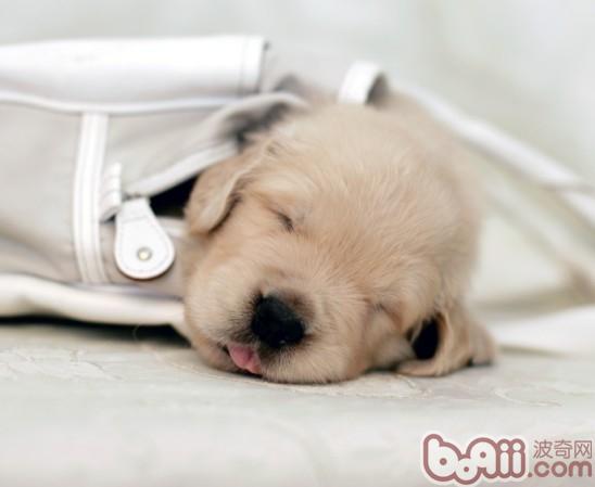 狗狗