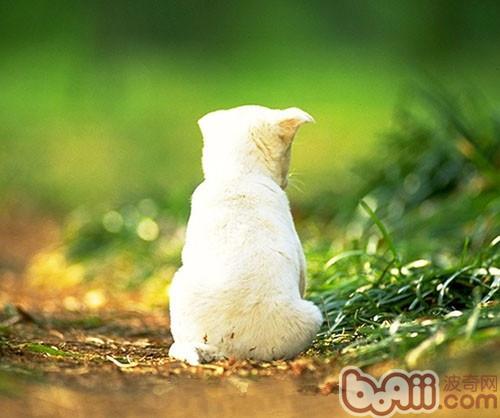 狗狗