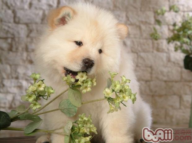 松獅幼犬