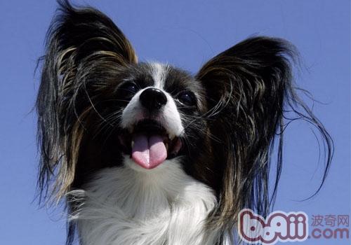 蝴蝶犬