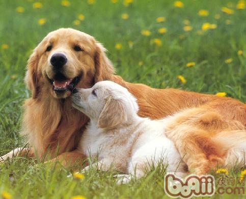 金毛犬