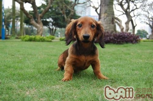 臘腸犬