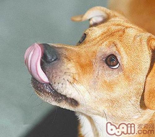 狗狗