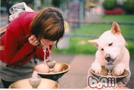 狗狗