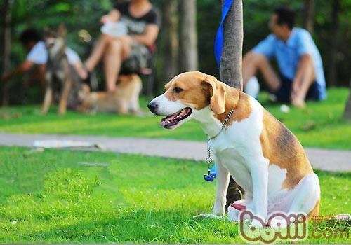 狗狗進入老齡期，往往運動對他們來說是非常困難的事