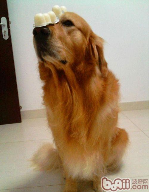 金毛犬