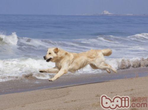 金毛犬