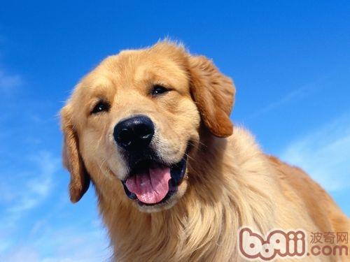 金毛犬