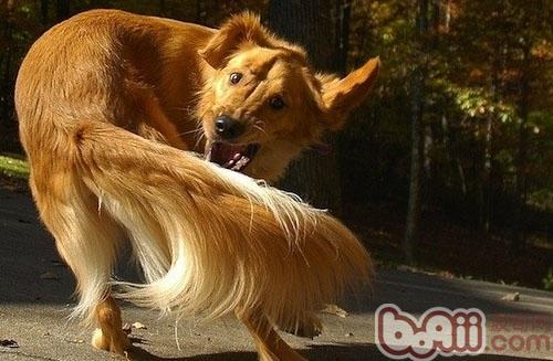 狗狗追尾行為的真正原因是什麼