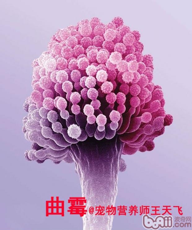 圖3曲霉