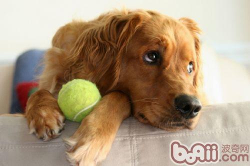 金毛犬