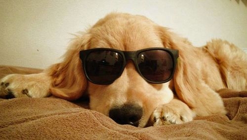 金毛犬