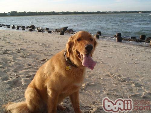 金毛犬