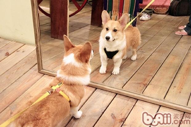 柯基犬