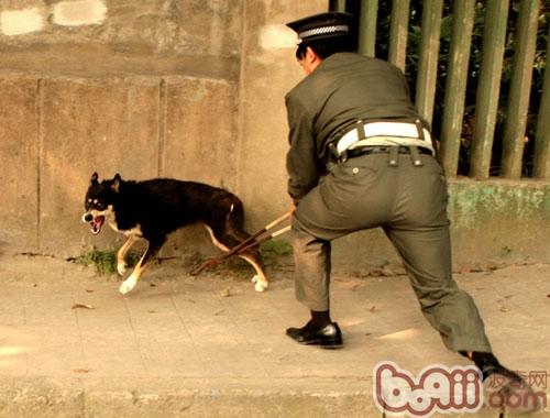 大陸沒有相應的法律法規，流浪動物遭到人類的肆意捕殺，絕大部分流向了餐桌