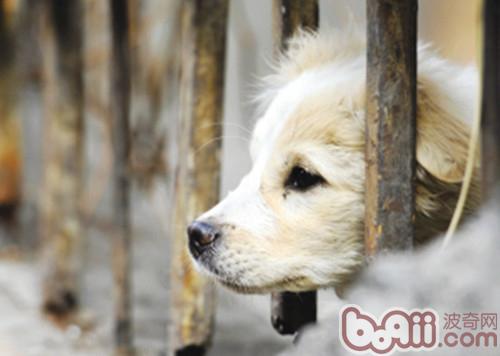志願者們自發組織的流浪動物之家畢竟能力有限，有些已經不堪重負