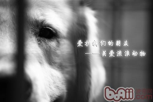 他們也是生命，也有活下去的權利。眼角掉落的心酸眼淚，不愛也請別傷害