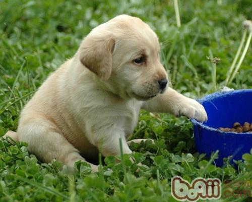 幼犬